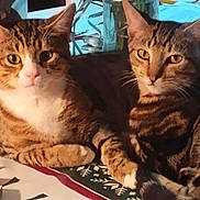Bobo And Lulu joined the competition — help win amazing prizes! animal, cat, close_up, companions, curious, domestic_animal, feline, fur_pattern, holiday_decor, indoor, looking_at_camera, paws, pet, relaxed, resting, striped_fur, tabby_cat, tablecloth, two_animals, whiskers