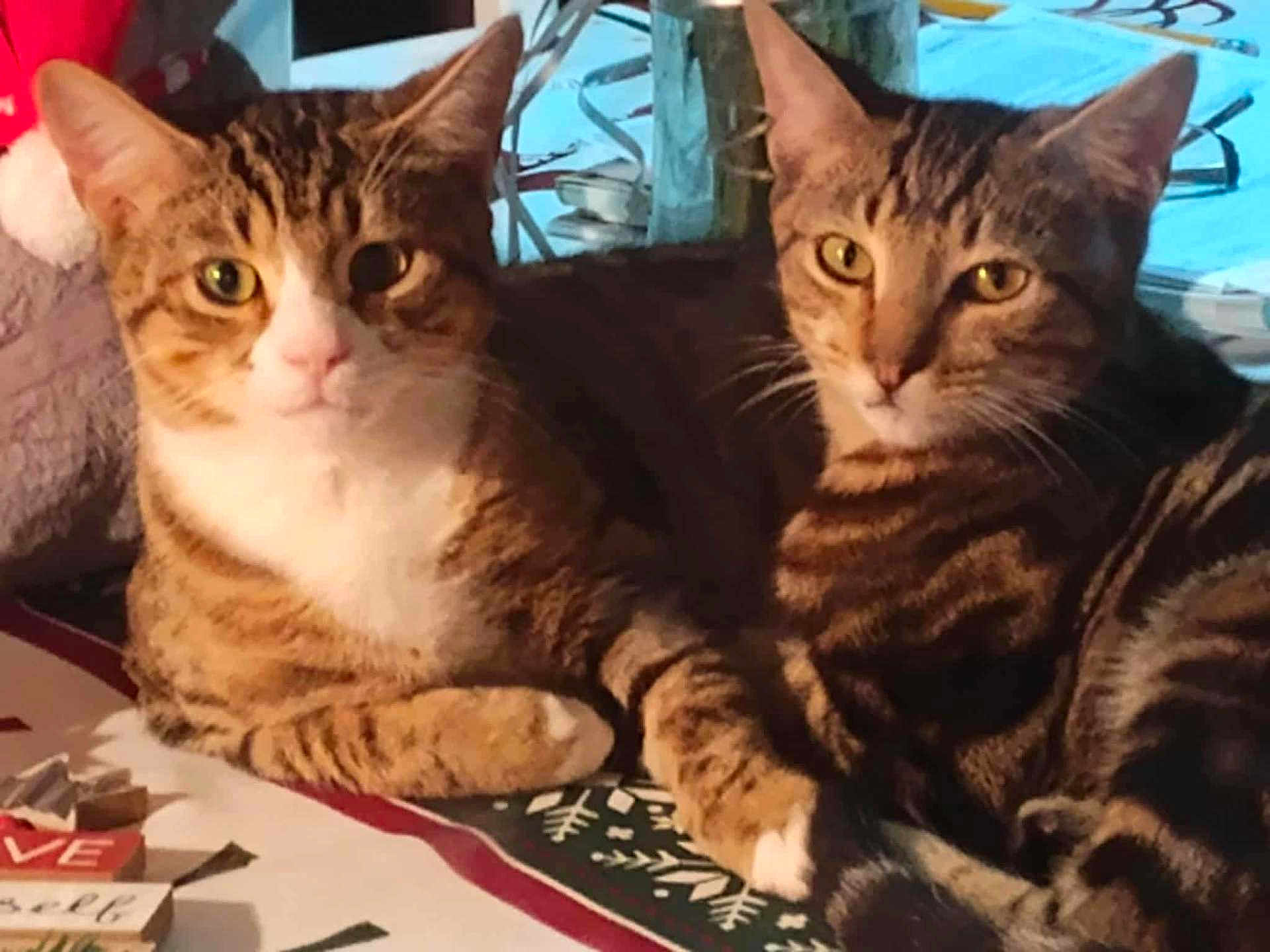 Bobo And Lulu joined the competition — help win amazing prizes! animal, cat, close_up, companions, curious, domestic_animal, feline, fur_pattern, holiday_decor, indoor, looking_at_camera, paws, pet, relaxed, resting, striped_fur, tabby_cat, tablecloth, two_animals, whiskers