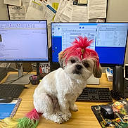 Pretty is registered to the contest to win money with this photo: animal, canine, computer, computerhardware, computerkeyboard, desk, document, dog, electronics, furniture, hardware, laptop, monitor, mouse, pc, pet, phone, screen, table, text