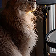 Gizmo a rejoint le concours — aidez-le/la à gagner de superbes lots ! cat, fluffy, side_profile, window_light, indoor, pet, whiskers, fur, musical_instrument, drum_set, Roland, animal, contemplative, domestic, portrait, feline, soft_light, brown, gray, long_hair