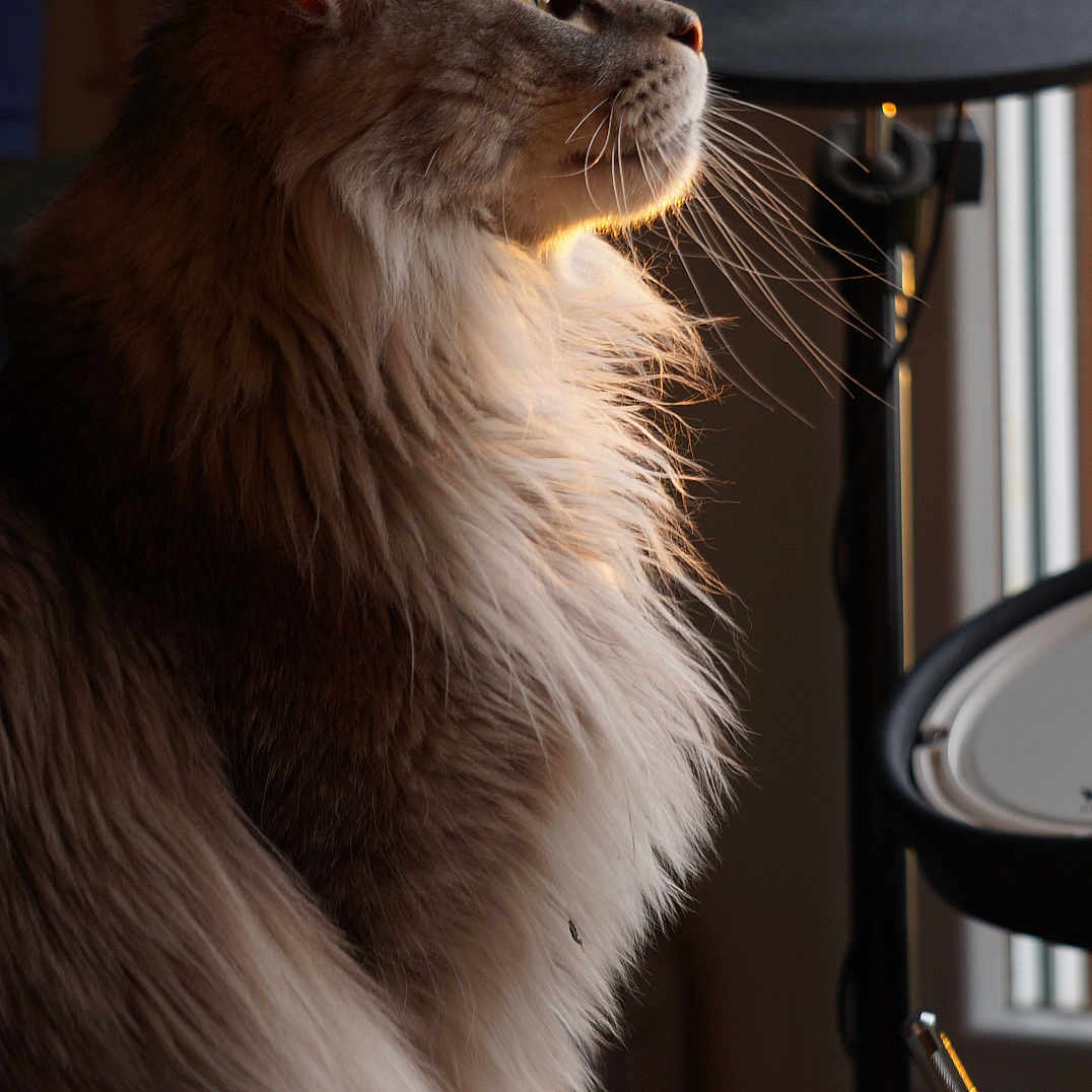 Gizmo