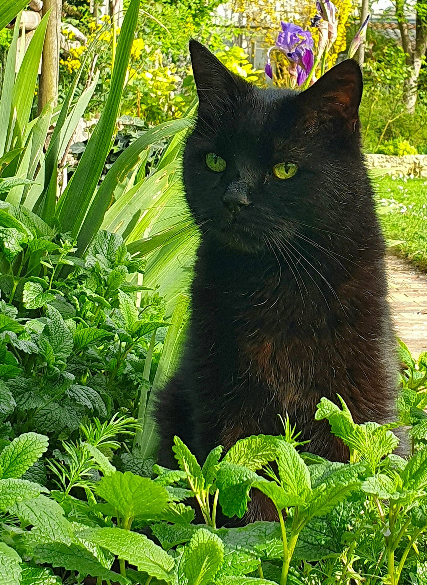 Loupiot participe au concours pour gagner de l'argent avec cette photo : asian, black_cat, bombay, carnivore, cat, domestic_short_haired_cat, felidae, grass, mammal, nebelung, plant, small_to_medium_sized_cats, whiskers