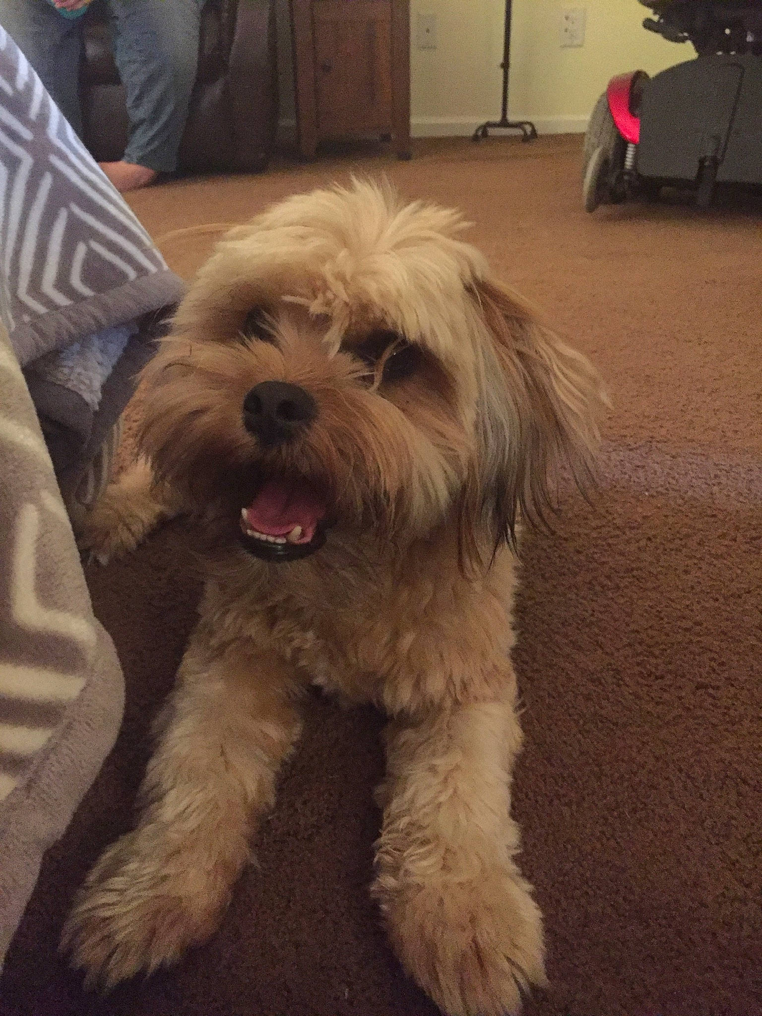 Thor joined the competition — help win amazing prizes! canidae, carnivore, companion_dog, dog, dog_breed, flooring, fur, maltepoo, non_sporting_group, poodle_crossbreed, puppy, puppy_love, shih_poo, small_terrier, snout, sporting_group, terrier, toy_dog, working_animal, yorkipoo