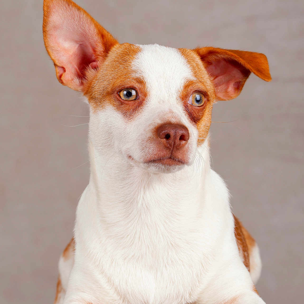 Bobby participe au concours pour gagner de l'argent avec cette photo : accessories, animal, beagle, bulldog, canine, chihuahua, dog, frenchbulldog, hound, pet, pitbull, pointer, puppy, snout, strap, terrier, whitedog