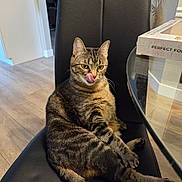 Baby Lucy joined the competition — help win amazing prizes! cat, tabby, indoor, chair, licking, tongue_out, pet, feline, animal, sitting, black_chair, floor, table, box, home, cozy, curious, fur, whiskers, relaxed