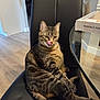 cat, tabby, indoor, chair, licking, tongue_out, pet, feline, animal, sitting, black_chair, floor, table, box, home, cozy, curious, fur, whiskers, relaxed