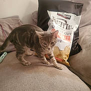 Astro is registered to the contest to win money with this photo: cat, kitten, tabby, couch, sofa, pillow, chips, snack, bag, indoor, pet, feline, curious, walking, beige, fabric, home, animal, young, soft