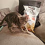 cat, kitten, tabby, couch, sofa, pillow, chips, snack, bag, indoor, pet, feline, curious, walking, beige, fabric, home, animal, young, soft