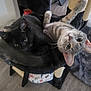 Astro joined the competition — help win amazing prizes! cat, black_cat, gray_tabby_cat, cat_tree, indoor, pets, animal, feline, playful, cozy, cute, curious, upside_down, fur, whiskers, ears, eyes, floor, home, resting