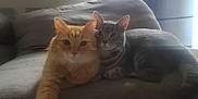 Astro is registered to the contest to win money with this photo: cat, orange_cat, gray_tabby, pets, feline, couch, indoor, snuggling, close, fur, whiskers, ears, tail, relaxing, window_light, cozy, home, domestic_animal, two_cats, animal