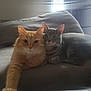 cat, orange_cat, gray_tabby, pets, feline, couch, indoor, snuggling, close, fur, whiskers, ears, tail, relaxing, window_light, cozy, home, domestic_animal, two_cats, animal