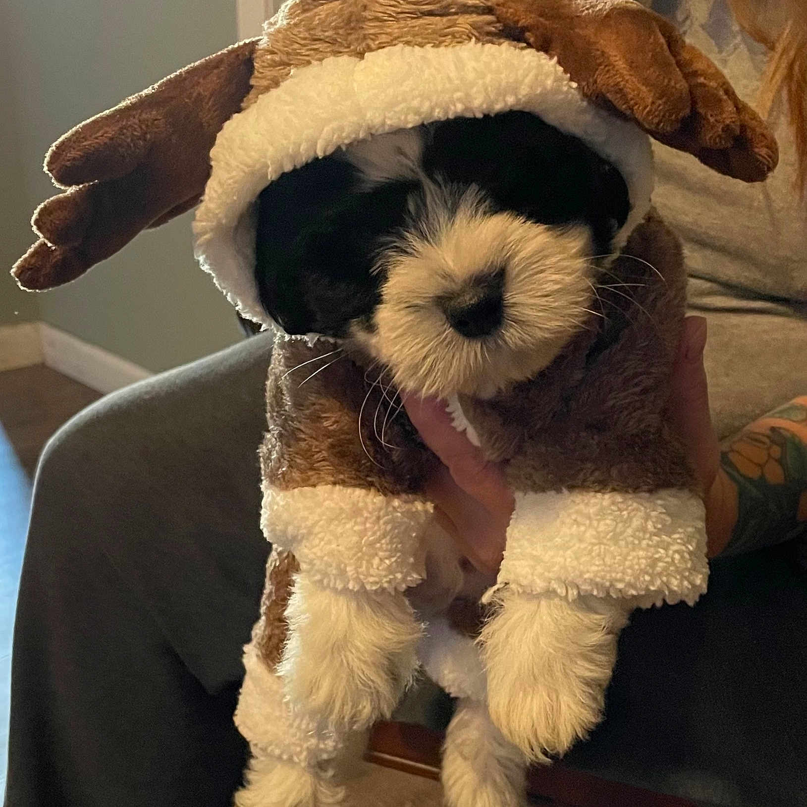 Dexter joined the competition — help win amazing prizes! carnivore, chair, comfort, companion_dog, couch, dog, dog_breed, fawn, hat, head, human_body, panda, plush, snout, sporting_group, stuffed_toy, toy, toy_dog, wool, working_animal