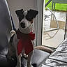 black_and_white, bow, brown_markings, canine, chair, dog, holiday, home, indoors, outdoors, patio, pet, portrait, rain, red_bow, short_hair, sitting, table, tablecloth, window