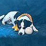 animal, black_and_white, blue, costume, couch, cozy, dog, dogs, indoors, lying_down, orange_harness, pet, portrait, puppy, relaxed, resting, sleeping, small_breed, tennis_ball, toy