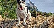 Scooby a rejoint le concours — aidez-le/la à gagner de superbes lots ! dog, canine, black_and_white, sitting, tongue_out, happy, portrait, outdoor, field, dry_grass, countryside, castle, church, architecture, sky, cloudy, hedge, landscape, blue_leash, animal