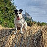 animal, architecture, black_and_white, blue_leash, canine, castle, church, cloudy, countryside, dog, dry_grass, field, happy, hedge, landscape, outdoor, portrait, sitting, sky, tongue_out