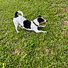 animal, black_and_white_dog, collar, curled_tail, daylight, dog, grass, happy, jack_russell_terrier, lawn, nature, open_mouth, outdoor, park, pet, playing, running, short_hair, small_dog, standing
