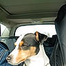dog, canine, tricolor, short_hair, collar, pet, animal, car, vehicle, back_seat, road_trip, travel, sitting, profile, window, indoor, portrait, white_fur, black_fur, brown_fur