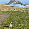 abbey, architecture, blue_sky, castle, coast, dog, field, grass, island, landscape, mont_saint_michel, outdoor, rural, scenic_view, sitting, small_dog, tidal_basin, tourism, travel, water