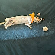 Scooby participe au concours pour gagner de l'argent avec cette photo : dog, sleeping, small_dog, pet, animal, couch, sofa, tennis_ball, orange_bow, collar, indoor, relaxed, resting, lying_down, black_and_white, brown_patches, paws, short_hair, portrait, cozy