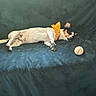 dog, sleeping, small_dog, pet, animal, couch, sofa, tennis_ball, orange_bow, collar, indoor, relaxed, resting, lying_down, black_and_white, brown_patches, paws, short_hair, portrait, cozy