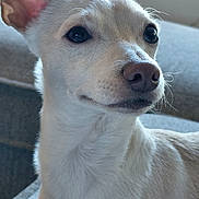 Benny is registered to the contest to win money with this photo: dog, pet, close_up, light_fur, indoor, sofa, canine, animal, domestic, cute, portrait, whiskers, ears, snout, fur, living_room, relaxed, companion, friendly, alert