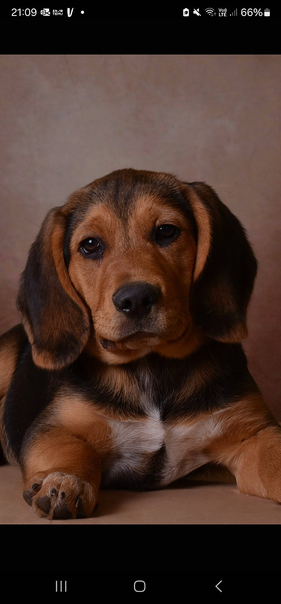 Duke participe au concours pour gagner de l'argent avec cette photo : canidae, carnivore, companion_dog, dog, dog_breed, fawn, fur, hound, hunting_dog, liver, snout, sporting_group, terrestrial_animal, whiskers, wood, working_animal