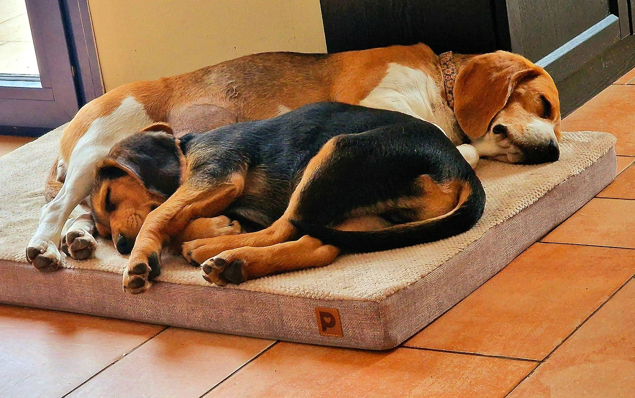 Duke a rejoint le concours — aidez-le/la à gagner de superbes lots ! canidae, carnivore, comfort, companion_dog, dog, dog_breed, dog_supply, fawn, floor, flooring, hardwood, hound, pet_supply, scent_hound, snout, sporting_group, tail, wood, working_animal, working_dog