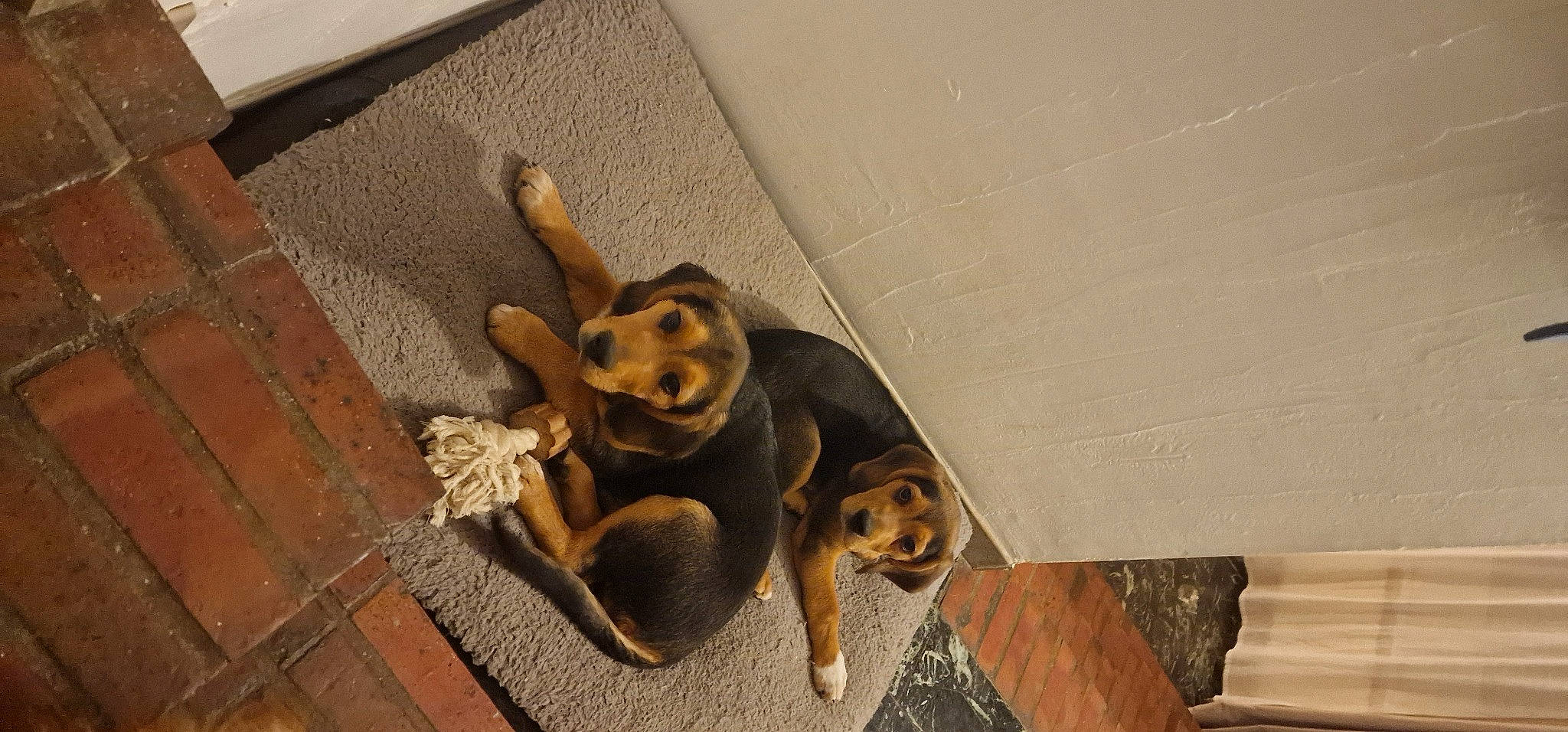 Duke a rejoint le concours — aidez-le/la à gagner de superbes lots ! canidae, carnivore, companion_dog, dog, dog_breed, fawn, flooring, hardwood, liver, paw, pet_supply, puppy, snout, sporting_group, street_dog, tail, terrestrial_animal, toy_dog, wood, working_animal