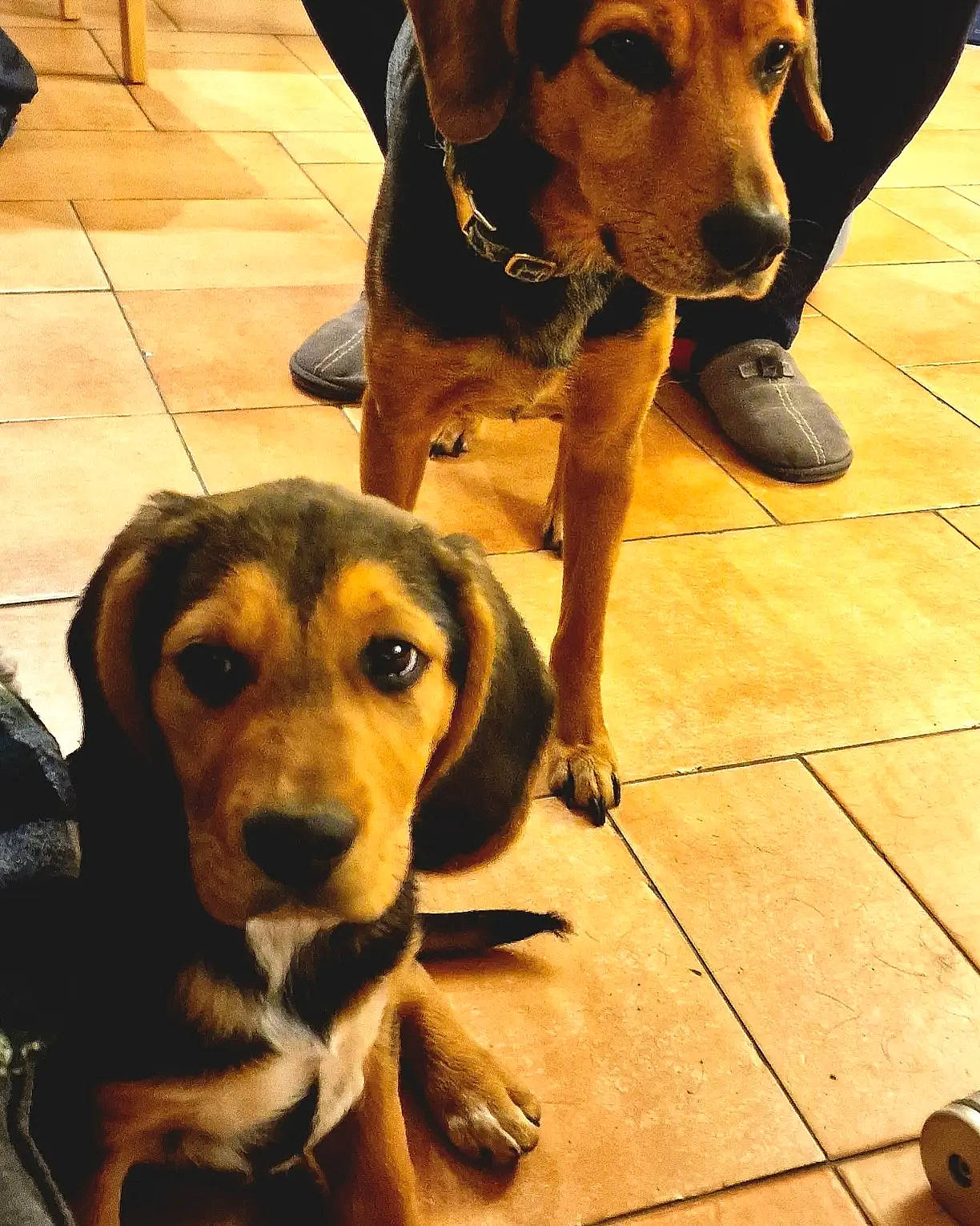 Duke a rejoint le concours — aidez-le/la à gagner de superbes lots ! canidae, carnivore, companion_dog, dog, dog_breed, dog_collar, fawn, floor, flooring, fur, happy, hardwood, leash, mammal, selfie, snout, sporting_group, vertebrate, wood, working_animal