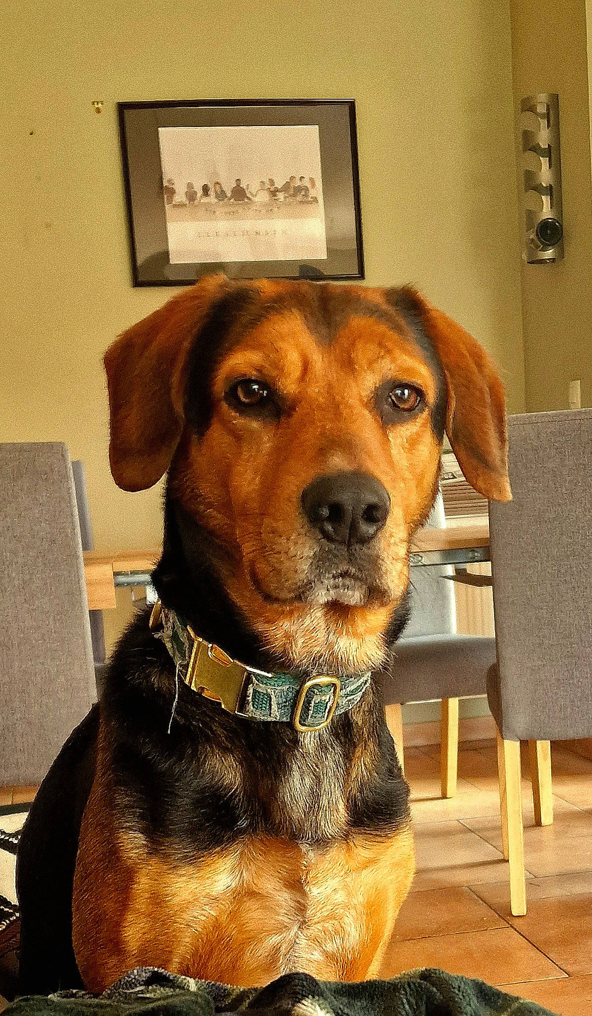 Wedding participe au concours pour gagner de l'argent avec cette photo : canidae, carnivore, chair, collar, companion_dog, dog, dog_breed, dog_collar, dog_supply, fawn, fur, hound, leash, liver, pet_supply, snout, sporting_group, whiskers, working_animal, working_dog