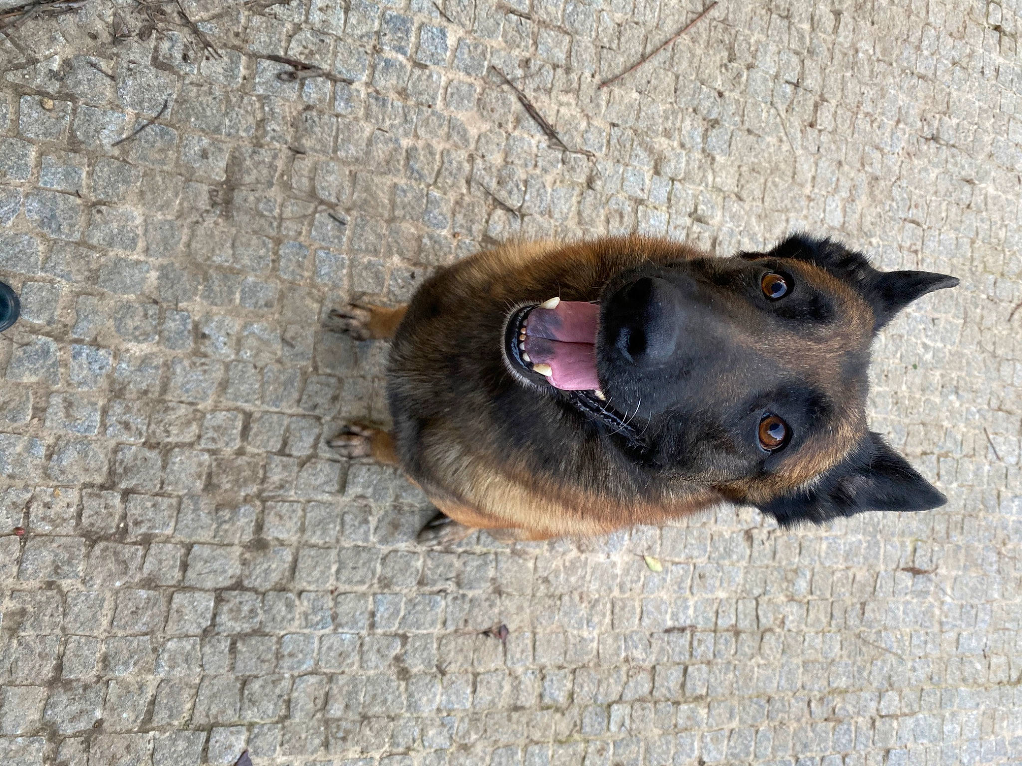 Indy participe au concours pour gagner de l'argent avec cette photo : belgian_shepherd_malinois, canidae, carnivore, concrete, dog, dog_breed, east_european_shepherd, electric_blue, fur, german_shepherd_dog, king_shepherd, old_german_shepherd_dog, pet_supply, road_surface, sporting_group, terrestrial_animal, whiskers, working_animal, working_dog