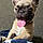 Sprocket