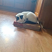 Elvis joined the competition — help win amazing prizes! cat, sleeping, pizza_box, wooden_floor, kitchen, indoor, black_and_white, curled_up, pet, cozy, resting, feline, quiet, relaxed, home, flooring, cabinet, animal, domestic, napping