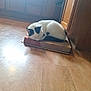 animal, black_and_white, cabinet, cat, cozy, curled_up, domestic, feline, flooring, home, indoor, kitchen, napping, pet, pizza_box, quiet, relaxed, resting, sleeping, wooden_floor