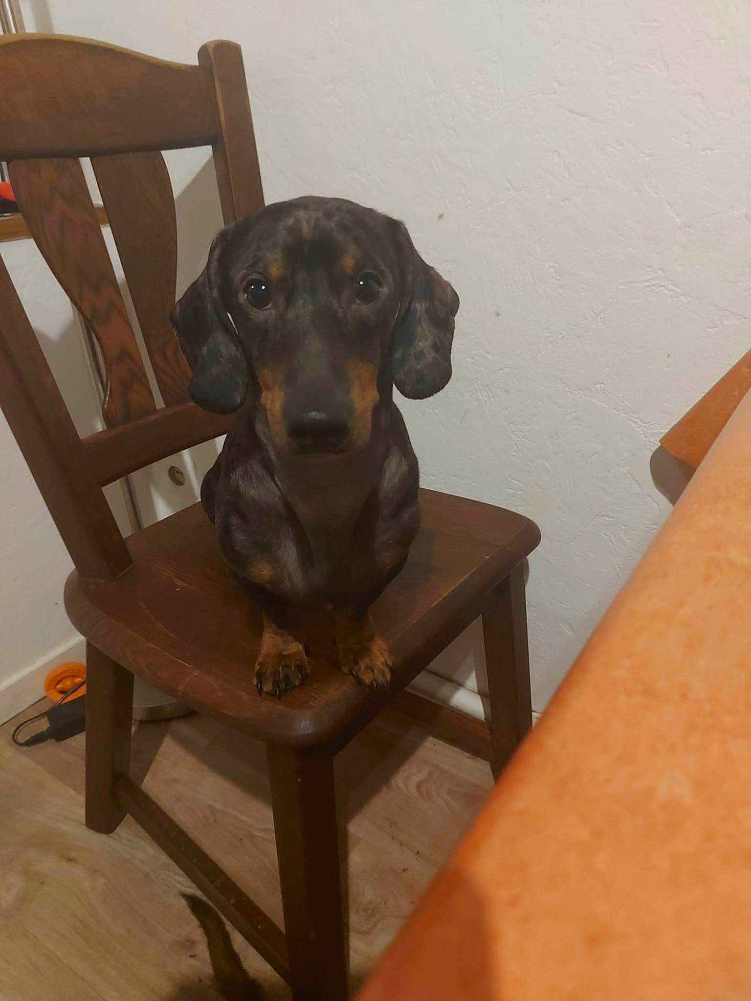 Speedy participe au concours pour gagner de l'argent avec cette photo : canidae, carnivore, chair, comfort, companion_dog, dog, dog_breed, fawn, flooring, furniture, hardwood, liver, pet_supply, sculpture, snout, sporting_group, table, wood, wood_stain, working_animal