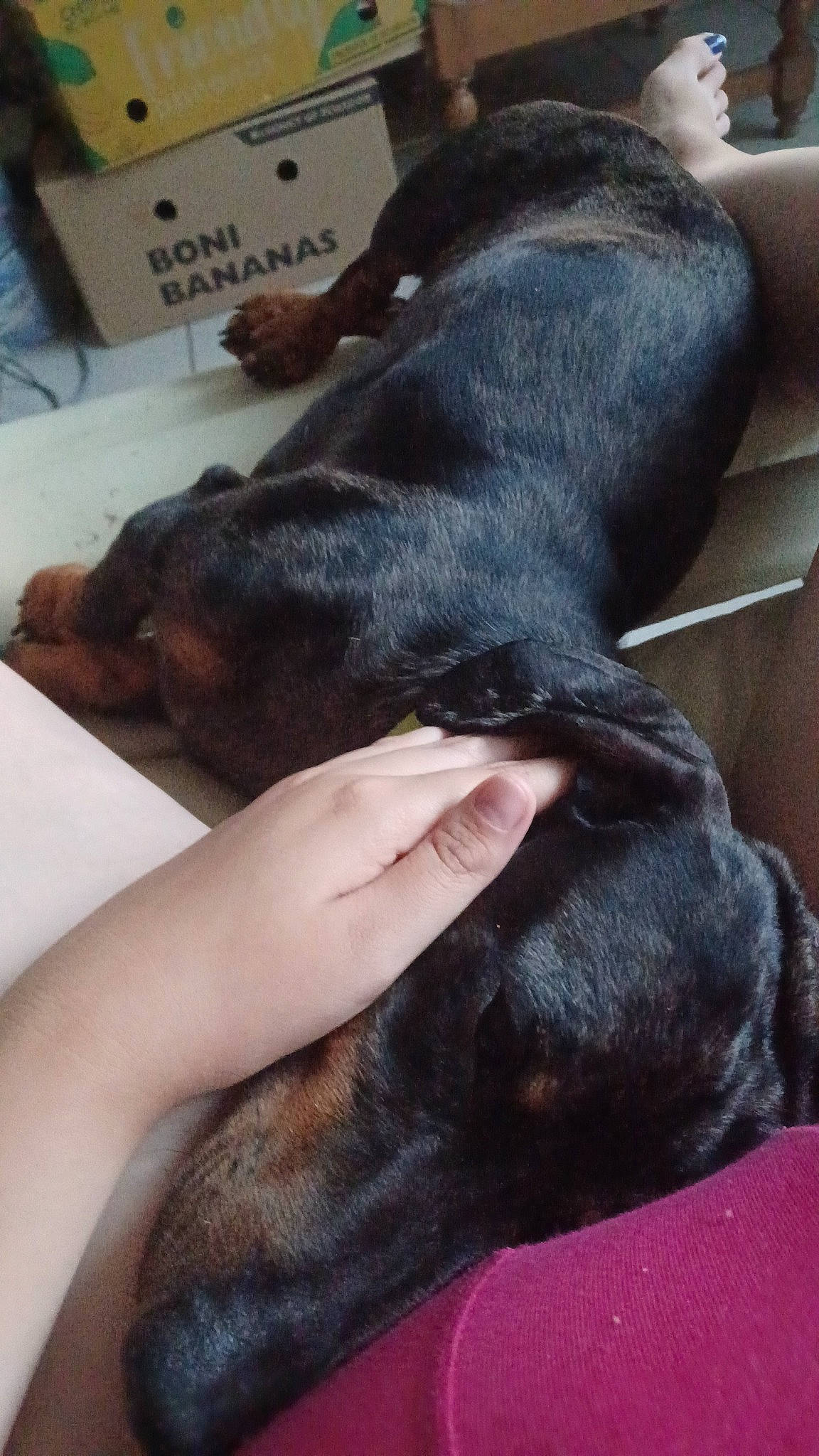 Speedy a rejoint le concours — aidez-le/la à gagner de superbes lots ! canidae, carnivore, comfort, companion_dog, dog, dog_breed, ear, fawn, foot, fur, gesture, guard_dog, nail, nap, natural_material, paw, snout, sporting_group, working_animal, working_dog