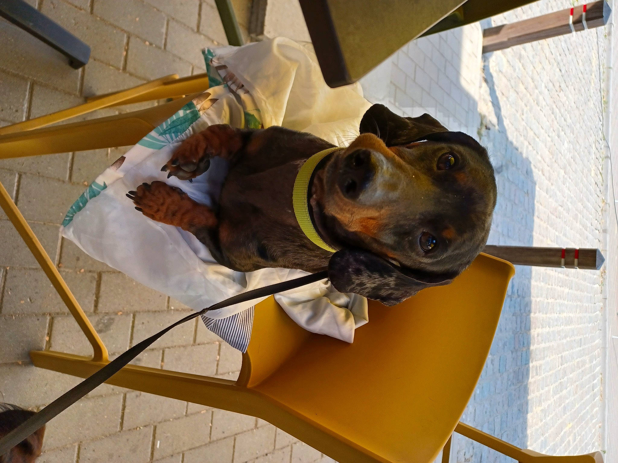 Speedy a rejoint le concours — aidez-le/la à gagner de superbes lots ! canidae, carnivore, collar, comfort, companion_dog, dog, dog_breed, dog_supply, fashion_accessory, hat, personal_protective_equipment, pet_supply, snout, sporting_group, working_animal