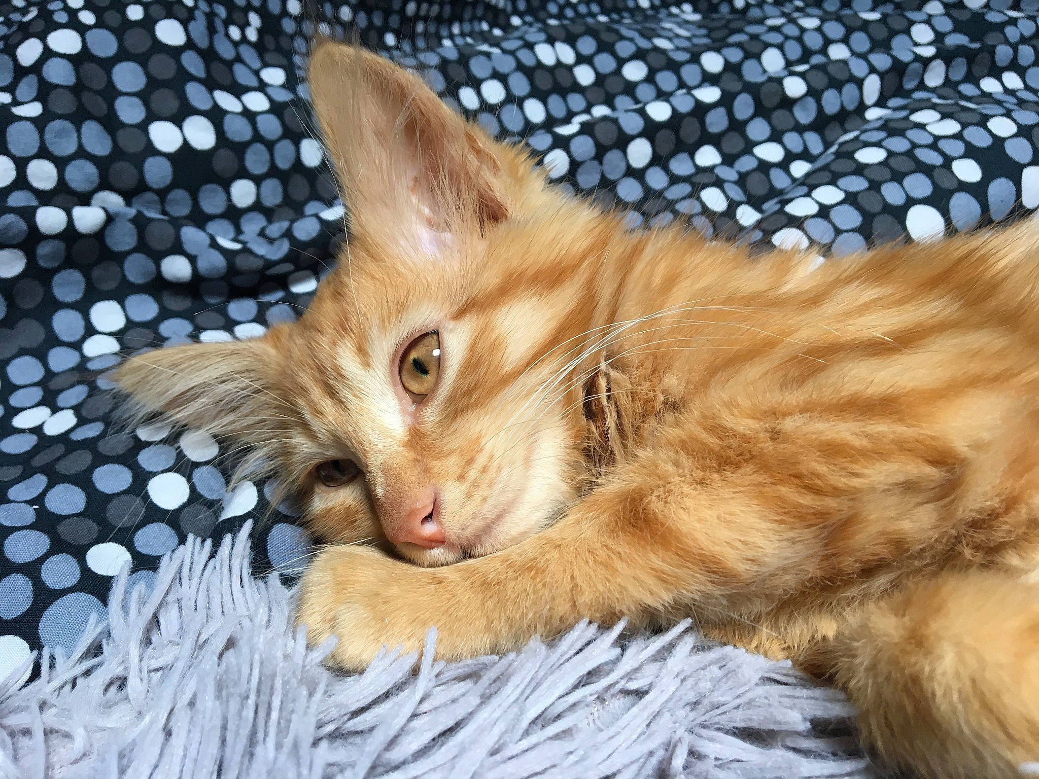 Weasley participe au concours pour gagner de l'argent avec cette photo : carnivore, cat, cat_supply, claw, comfort, domestic_short_haired_cat, eye, fawn, felidae, fur, organism, paw, sitting, small_to_medium_sized_cats, snout, tail, terrestrial_animal, tree, whiskers, wildlife