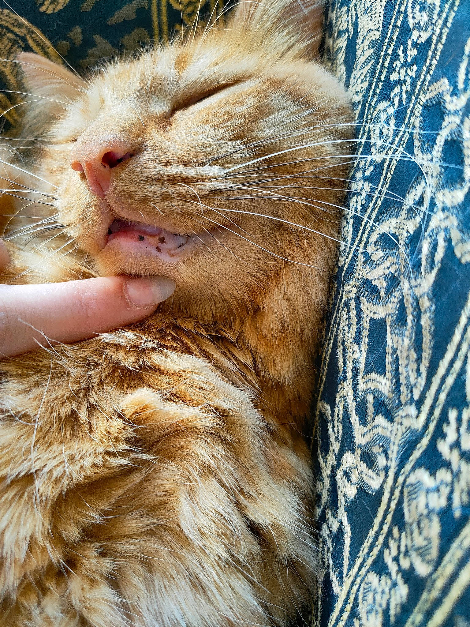 Weasley a rejoint le concours — aidez-le/la à gagner de superbes lots ! carnivore, cat, claw, close_up, comfort, domestic_short_haired_cat, electric_blue, fawn, felidae, fur, grass, nap, pattern, paw, small_to_medium_sized_cats, snout, terrestrial_animal, whiskers