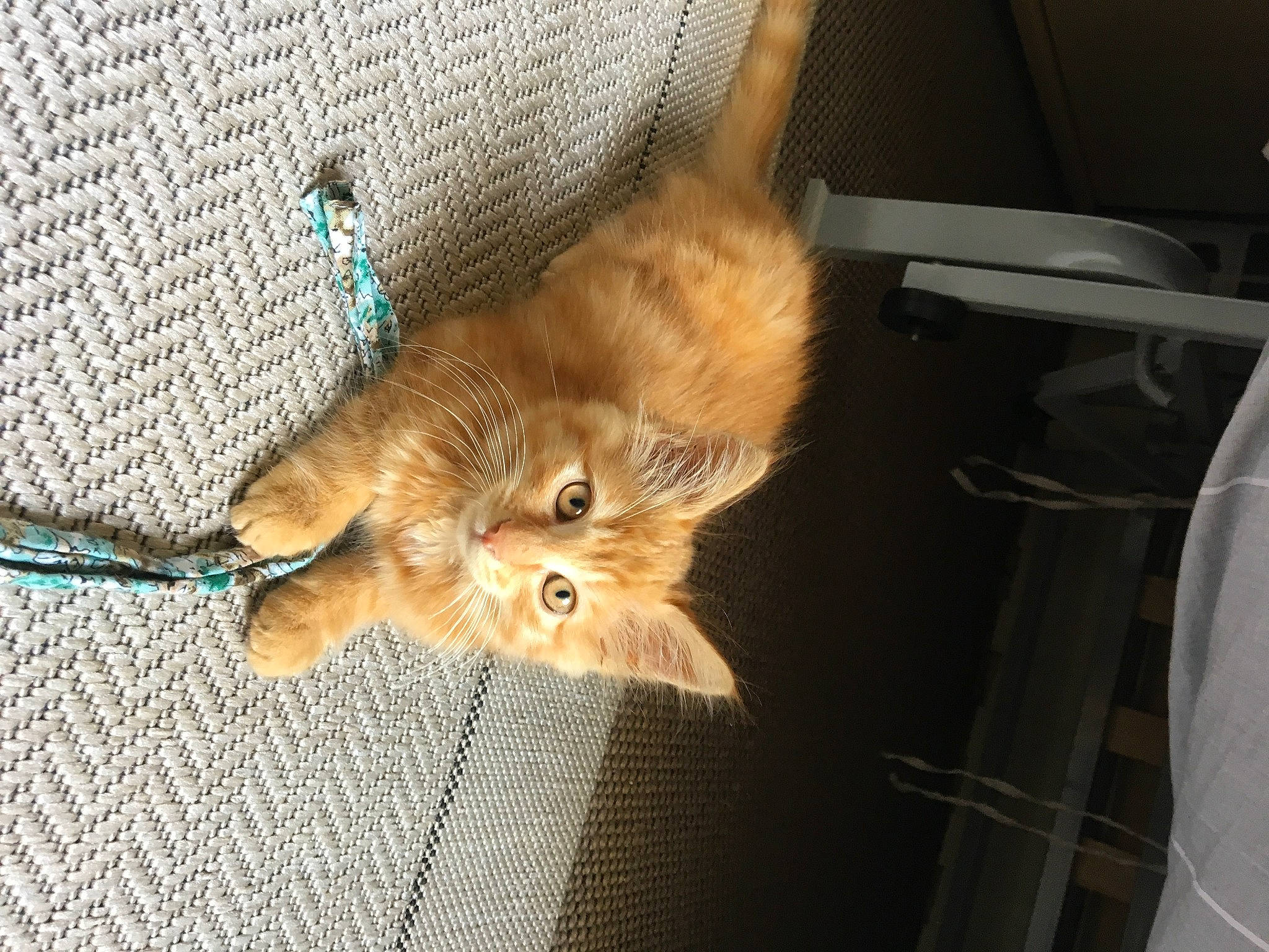 Weasley participe au concours pour gagner de l'argent avec cette photo : canidae, carnivore, claw, comfort, companion_dog, dog_breed, fawn, felidae, fur, liver, paw, small_to_medium_sized_cats, snout, sporting_group, tail, terrestrial_animal, vertebrate, whiskers, wildlife, wood