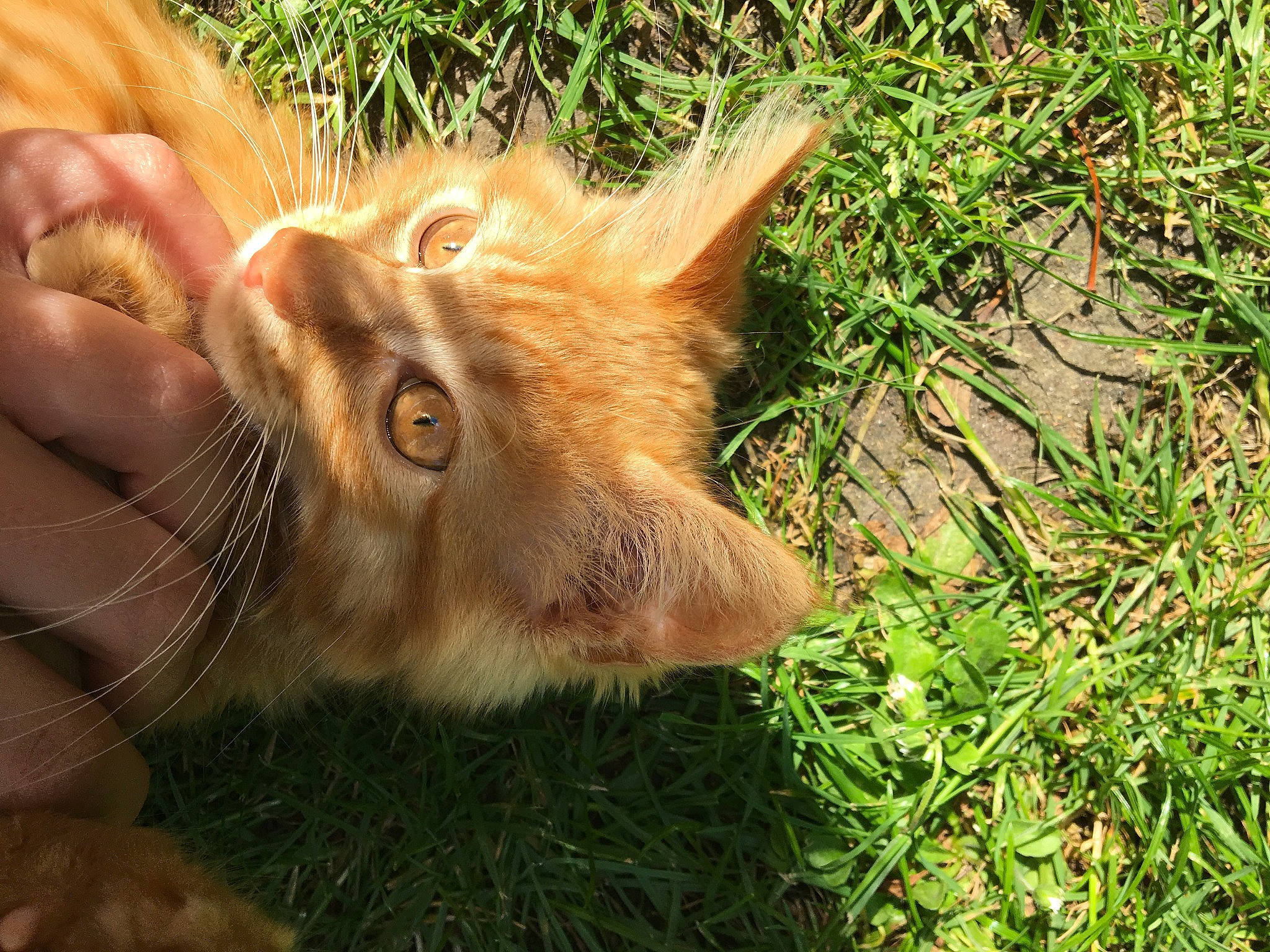 Weasley a rejoint le concours — aidez-le/la à gagner de superbes lots ! canidae, carnivore, cat, claw, domestic_short_haired_cat, fang, fawn, felidae, fur, grass, grassland, groundcover, paw, plant, small_to_medium_sized_cats, snout, tail, terrestrial_animal, whiskers, wildlife