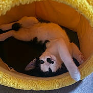 Milo is registered to the contest to win money with this photo: kitten, cat, black_and_white, pet, cute, indoor, yellow, fluffy, bed, stretching, paw, relaxed, fur, animal, curious, cozy, soft, floor, playful, young