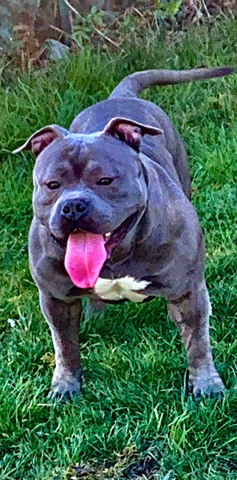 Mowgly participe au concours pour gagner de l'argent avec cette photo : american_bulldog, american_pit_bull_terrier, american_staffordshire_terrier, australian_bulldog, bulldog, canidae, carnivore, dog, dog_breed, mammal, molosser, non_sporting_group, old_english_bulldog, olde_english_bulldogge, pit_bull, rare_breed_dog, renascence_bulldogge, snout, staffordshire_bull_terrier, vertebrate