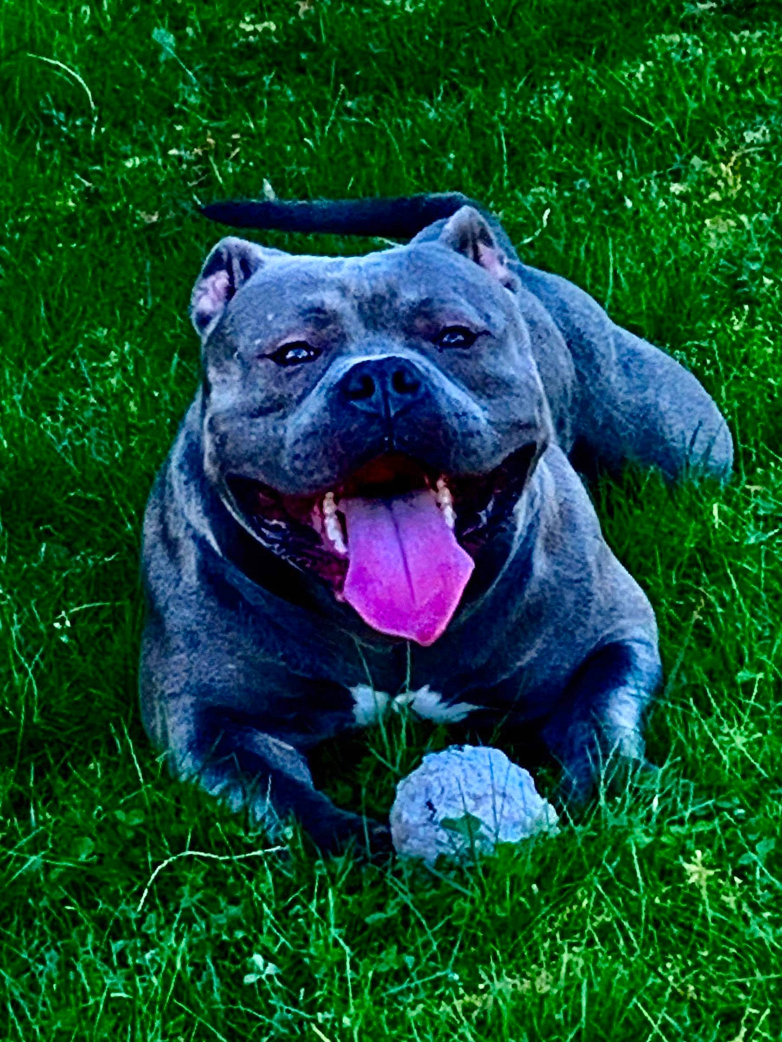 Mowgly a rejoint le concours — aidez-le/la à gagner de superbes lots ! american_bulldog, american_pit_bull_terrier, american_staffordshire_terrier, bandog, cane_corso, canidae, carnivore, companion_dog, dog, dog_breed, grass, mammal, molosser, non_sporting_group, pit_bull, plant, rare_breed_dog, snout, staffordshire_bull_terrier, vertebrate