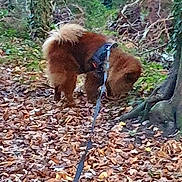 Kowu a rejoint le concours — aidez-le/la à gagner de superbes lots ! dog, leash, forest, leaves, tree, outdoor, nature, walking, brown_dog, sniffing, autumn, path, canine, pet, fur, animal, woods, harness, trails, greenery