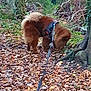 dog, leash, forest, leaves, tree, outdoor, nature, walking, brown_dog, sniffing, autumn, path, canine, pet, fur, animal, woods, harness, trails, greenery