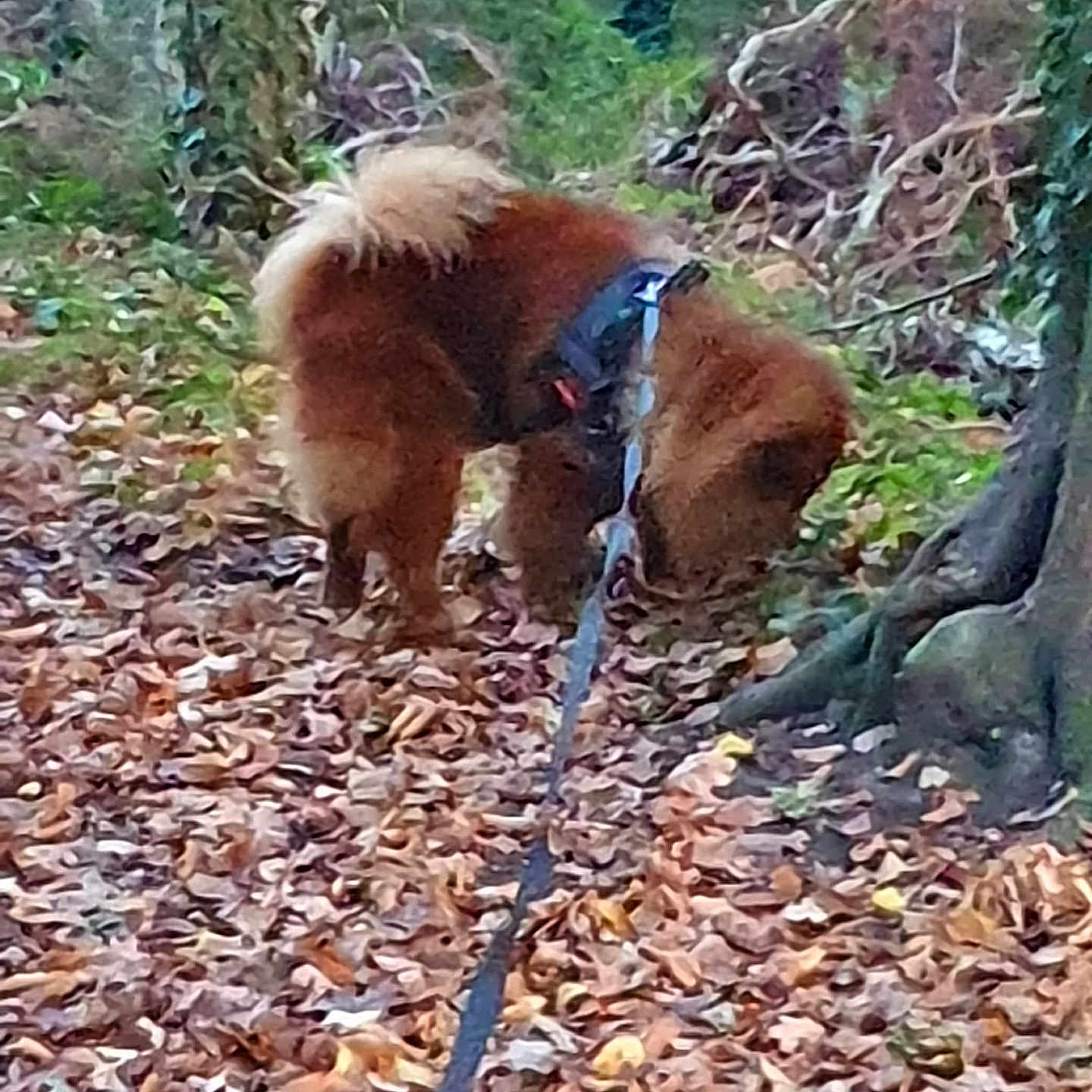 Kowu a rejoint le concours — aidez-le/la à gagner de superbes lots ! animal, autumn, brown_dog, canine, dog, forest, fur, greenery, harness, leash, leaves, nature, outdoor, path, pet, sniffing, trails, tree, walking, woods