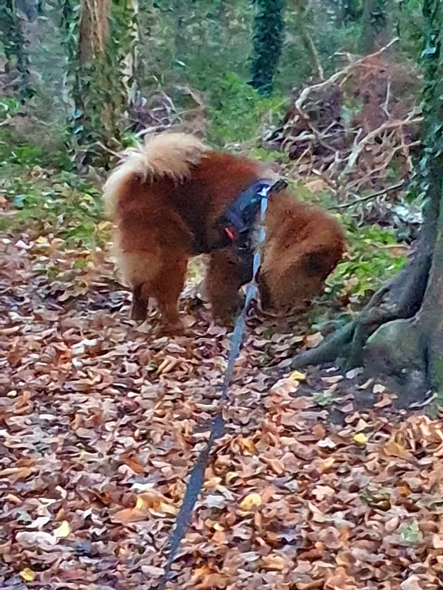 Kowu a rejoint le concours — aidez-le/la à gagner de superbes lots ! dog, leash, forest, leaves, tree, outdoor, nature, walking, brown_dog, sniffing, autumn, path, canine, pet, fur, animal, woods, harness, trails, greenery