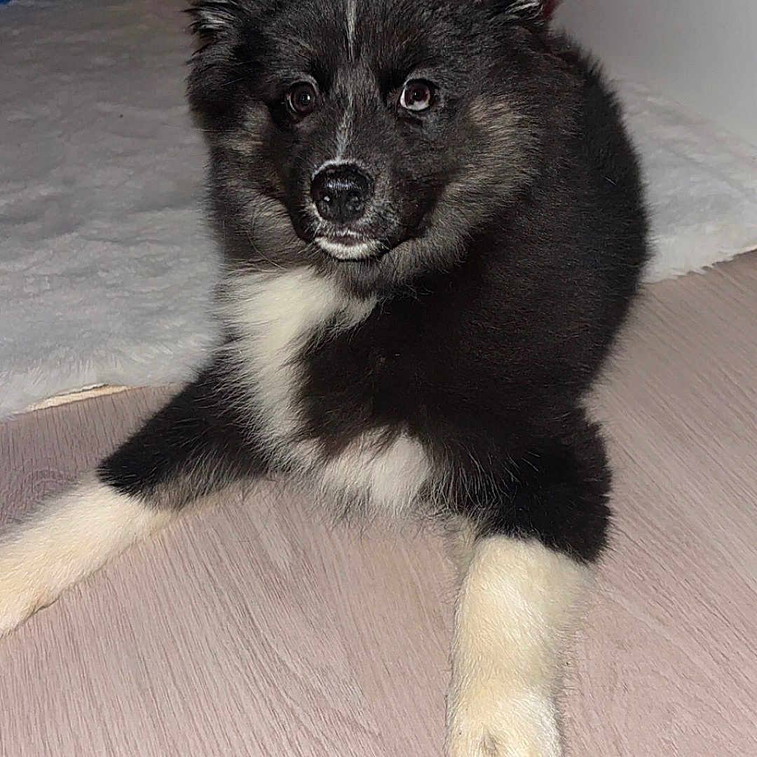 Avana